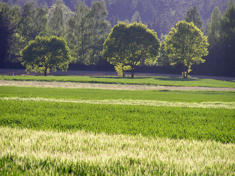 feld-mit-baeumen-1